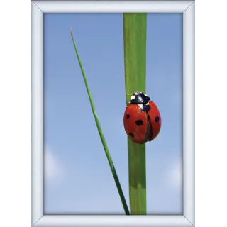 Plakatramme Snap 25mm A4