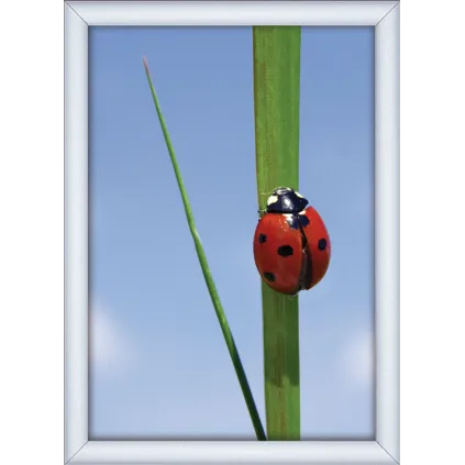 Plakatramme Snap 25mm A3