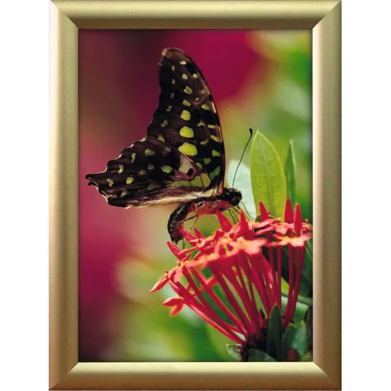 Plakatramme Snap 25mm 50x70cm